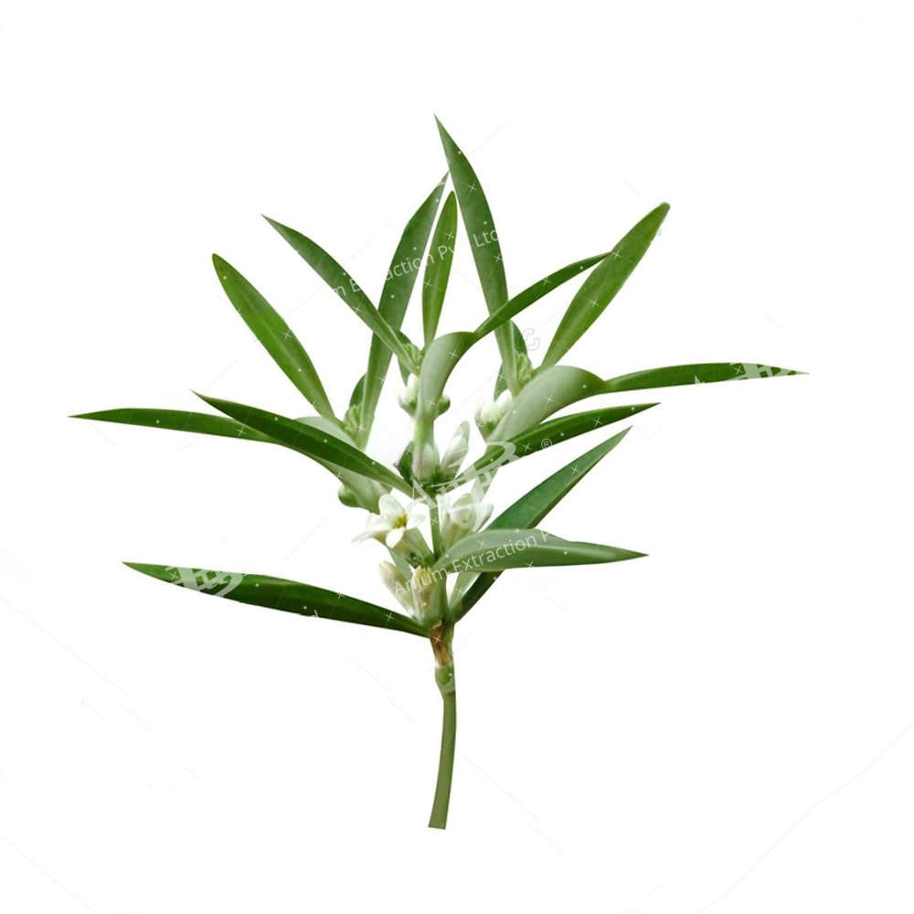 Enicostemma Littorale (Mamejeva) Extract - Application: Medicine