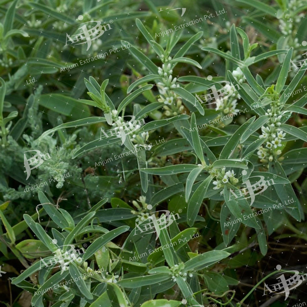 Enicostemma Littorale (Mamejeva) Extract - Application: Medicine