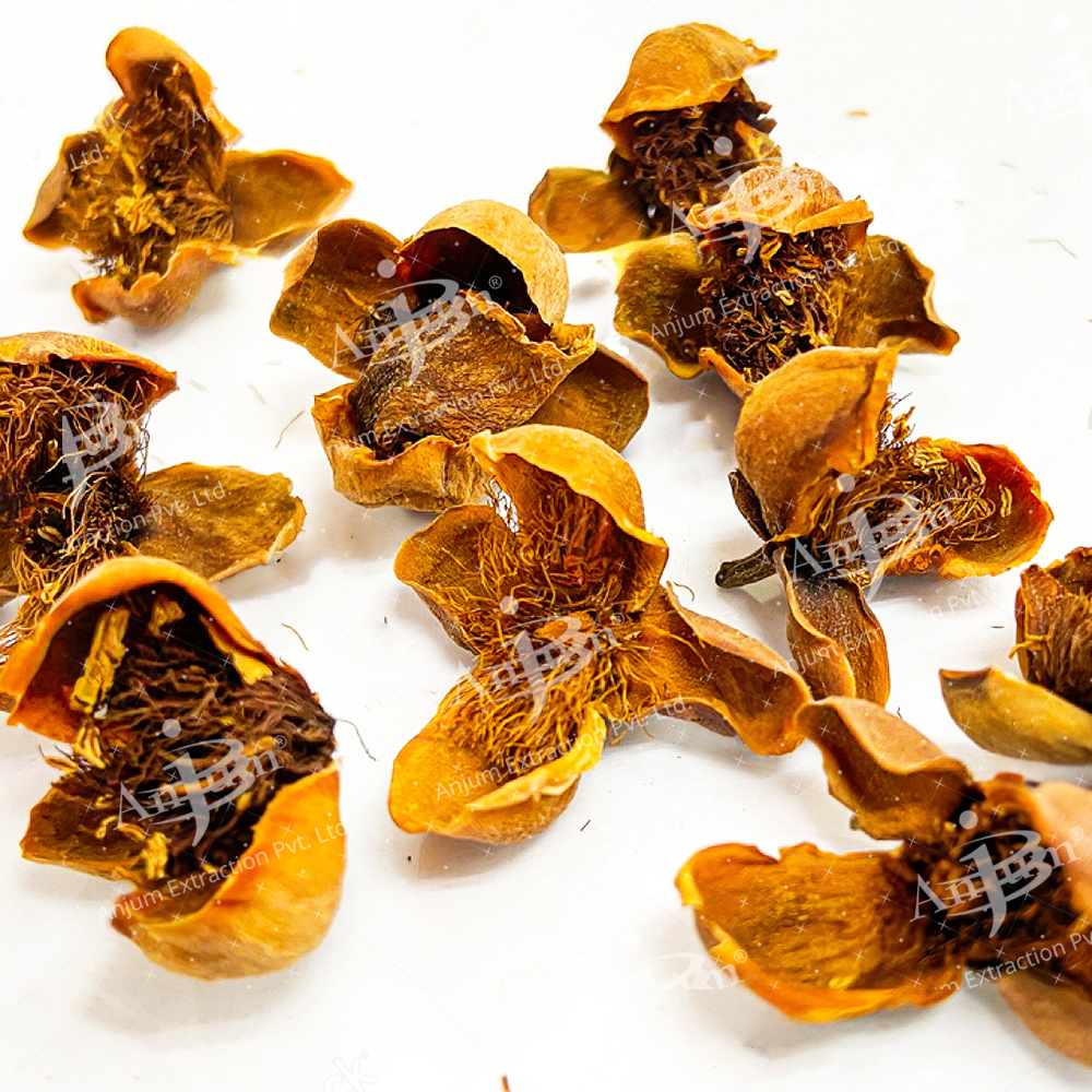 Nagkesar (Mesua ferrea) Extract