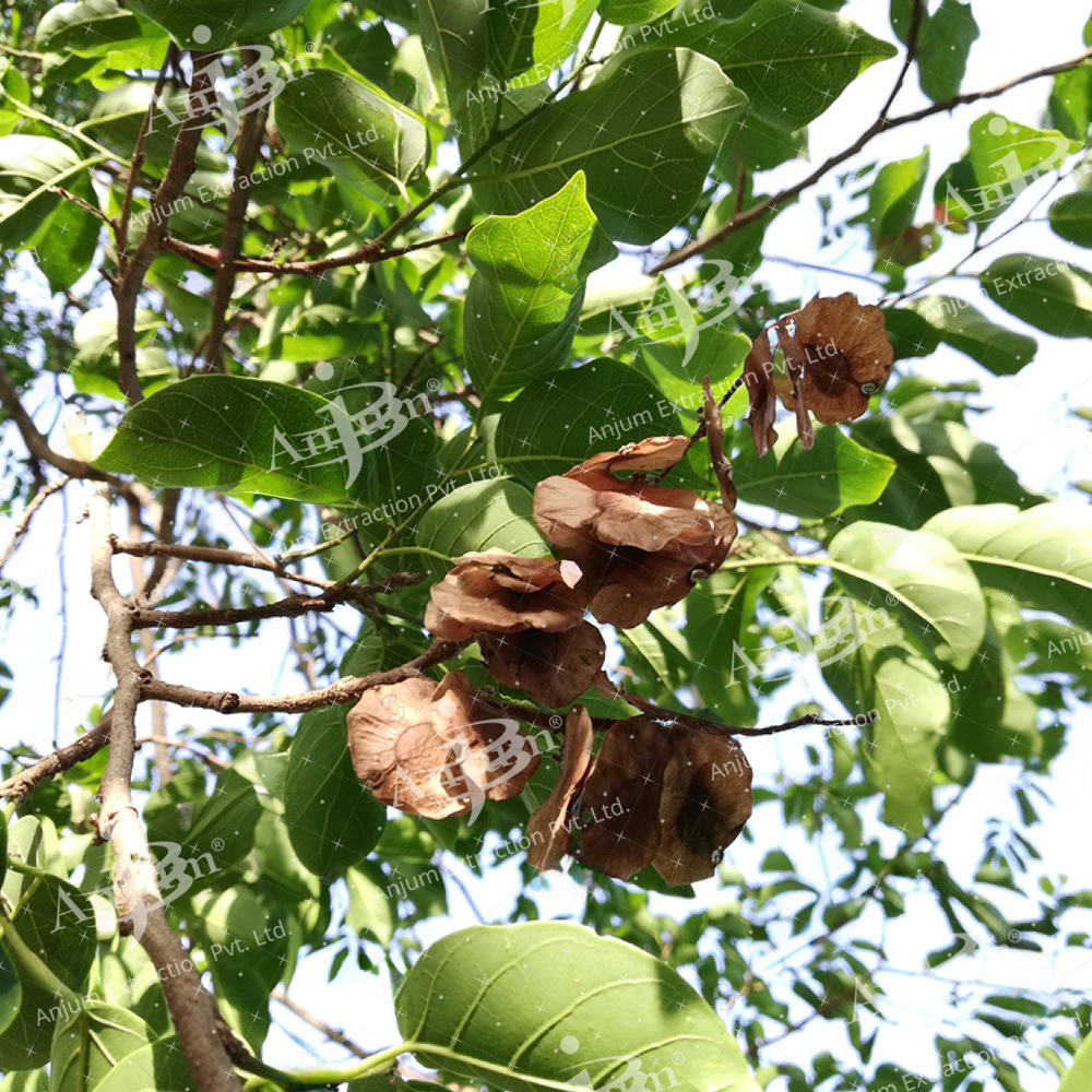 Pterocarpus Marsupium (Vijaysar) Extract - Application: Medicine