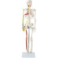 NURSING LAB EQUOPMENT BEST PRICE IN INDIA