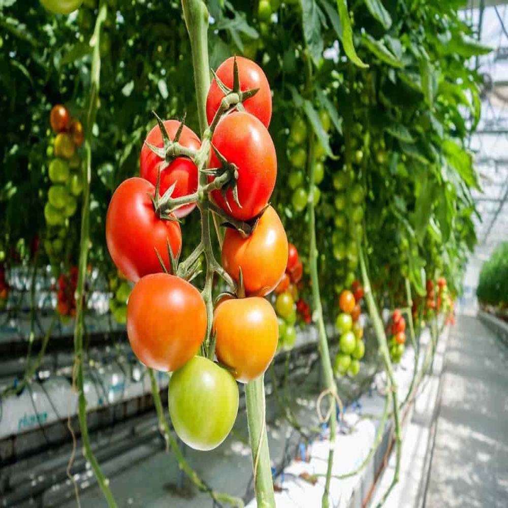 Tomato Polyhouse Structure - Features: Eco Friendly