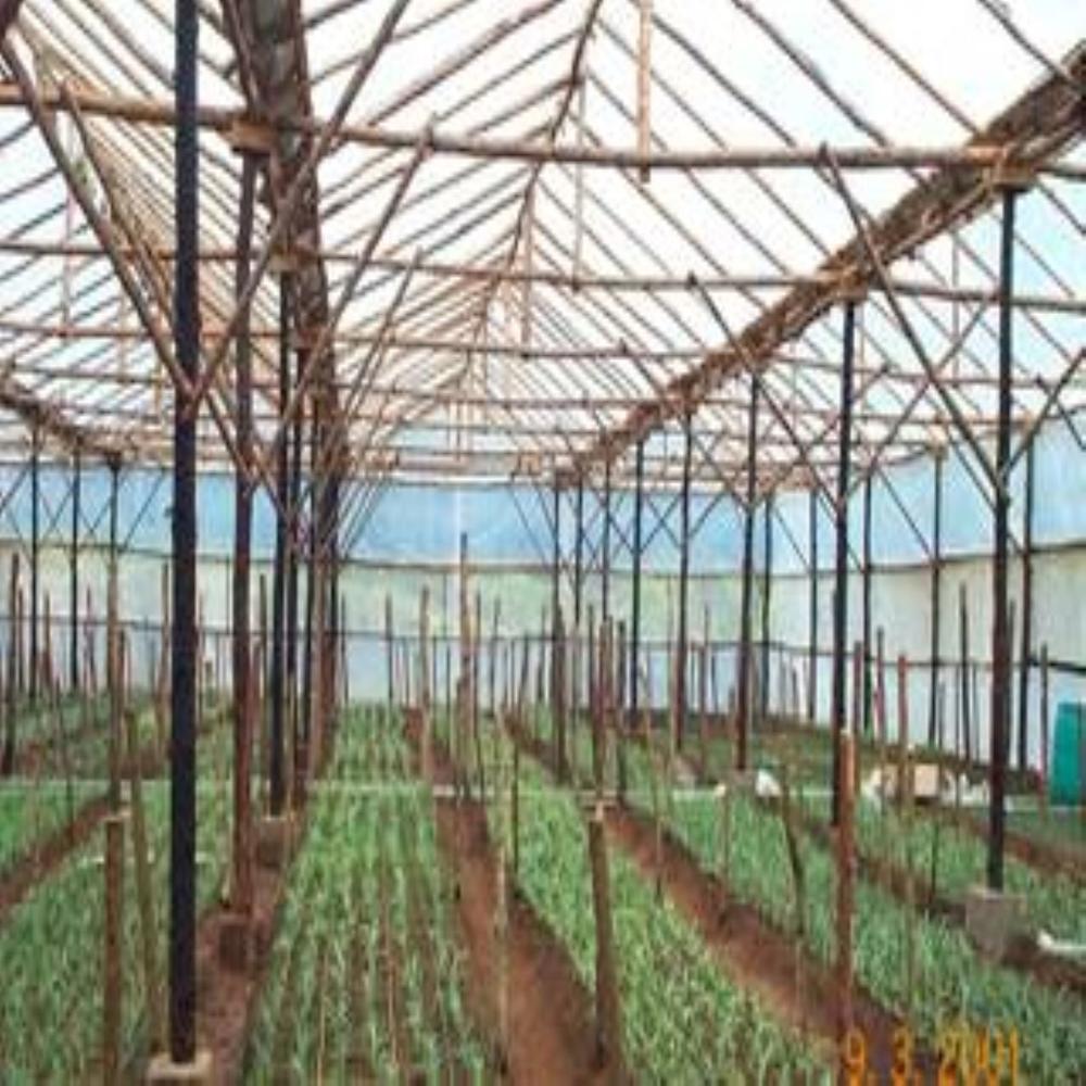Tomato Polyhouse Structure - Features: Eco Friendly