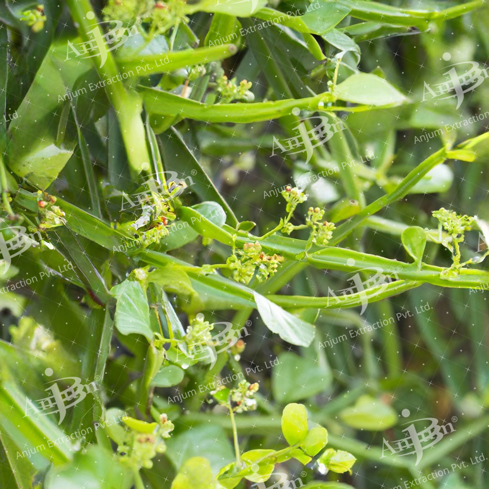 Cissus Quadrangularis (Hathjoda) Extract - Application: Medicine
