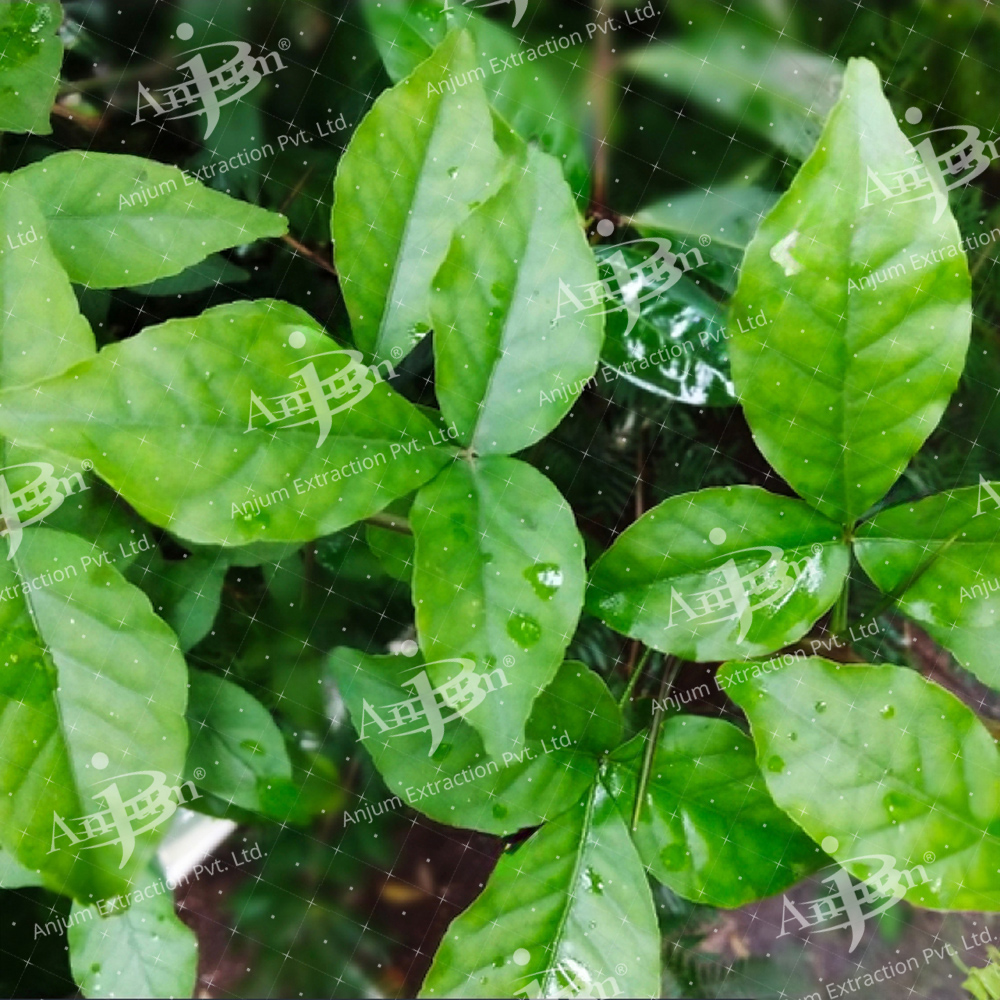 Aegle marmelos (Bael Patra) Extract