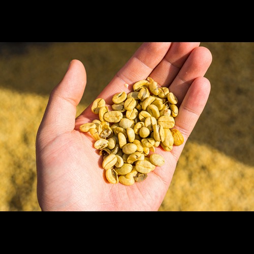 Pure Green Coffee Beans