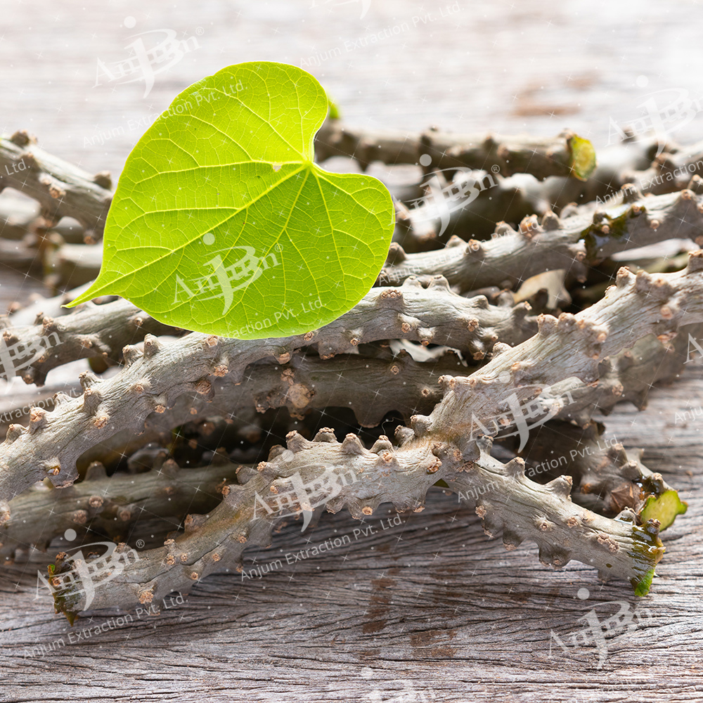 Tinospora cordifolia (Giloy) Extract