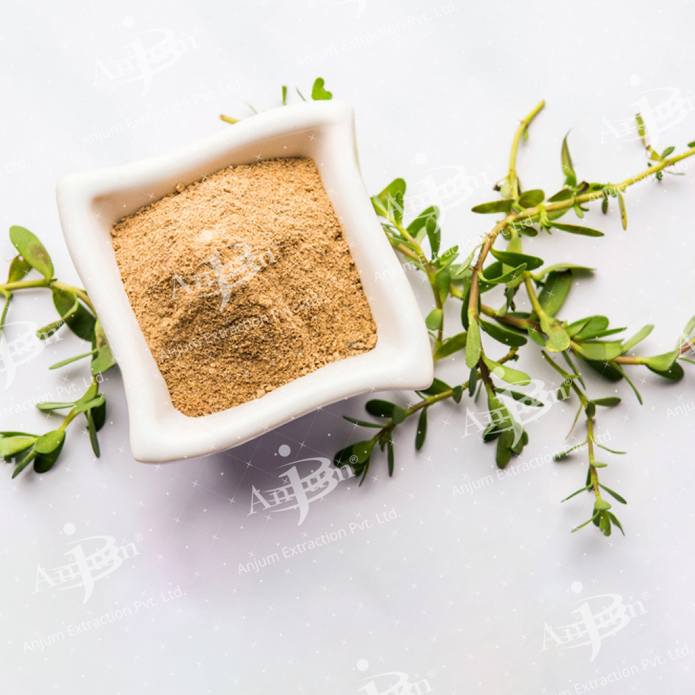 Bacopa monnieri (Jal Brahmi) Extract