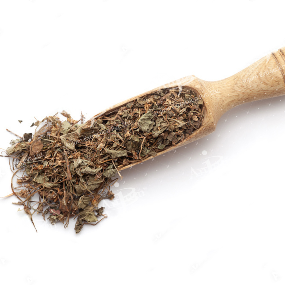 Viola odorata (Banafsha Leaves) Extract