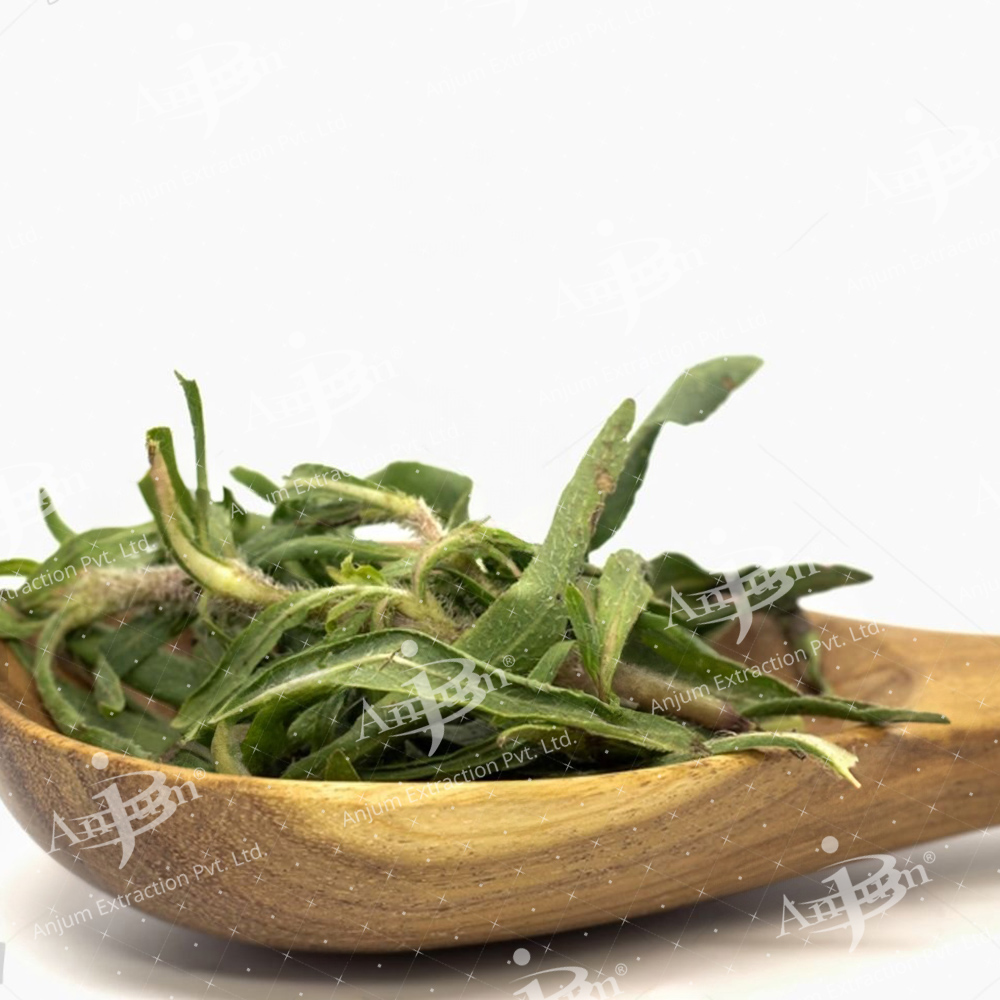 Asteracantha Longifolia (Talmakhana) Extract - Application: Medicine