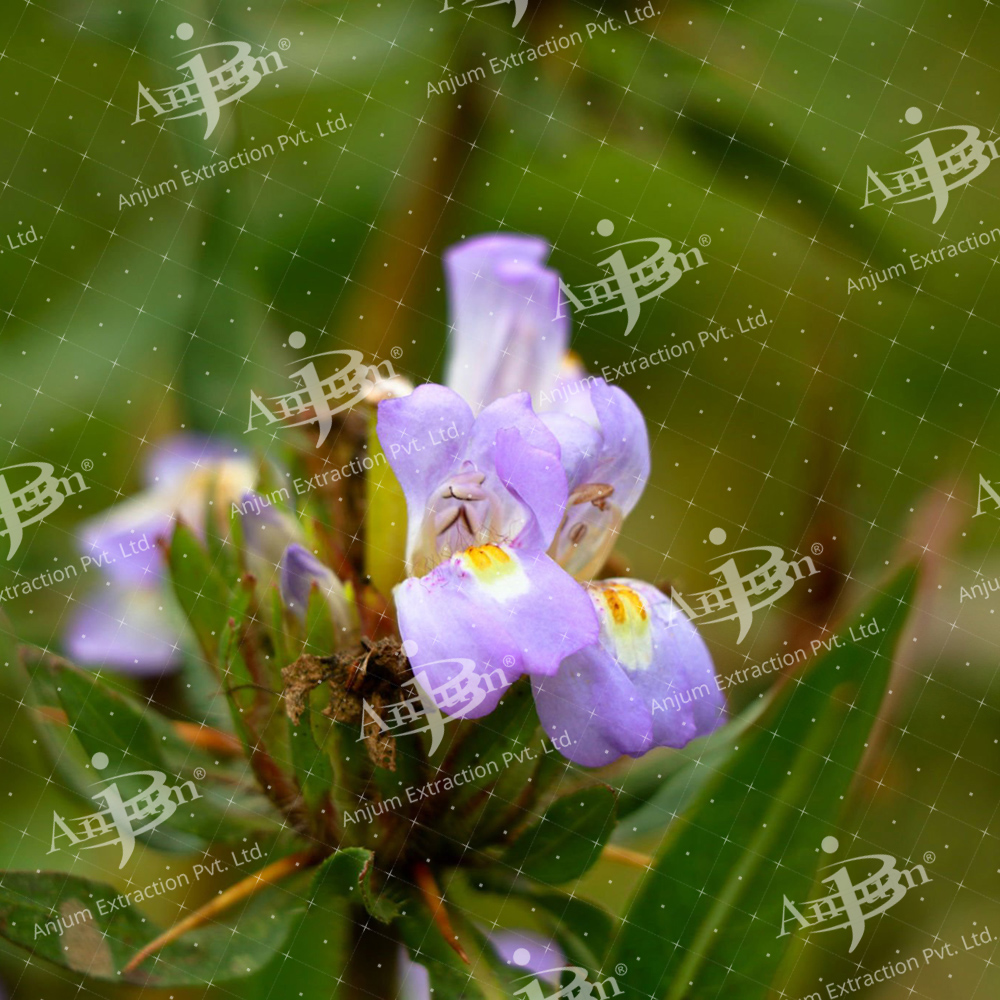Asteracantha longifolia (Talmakhana) Extract