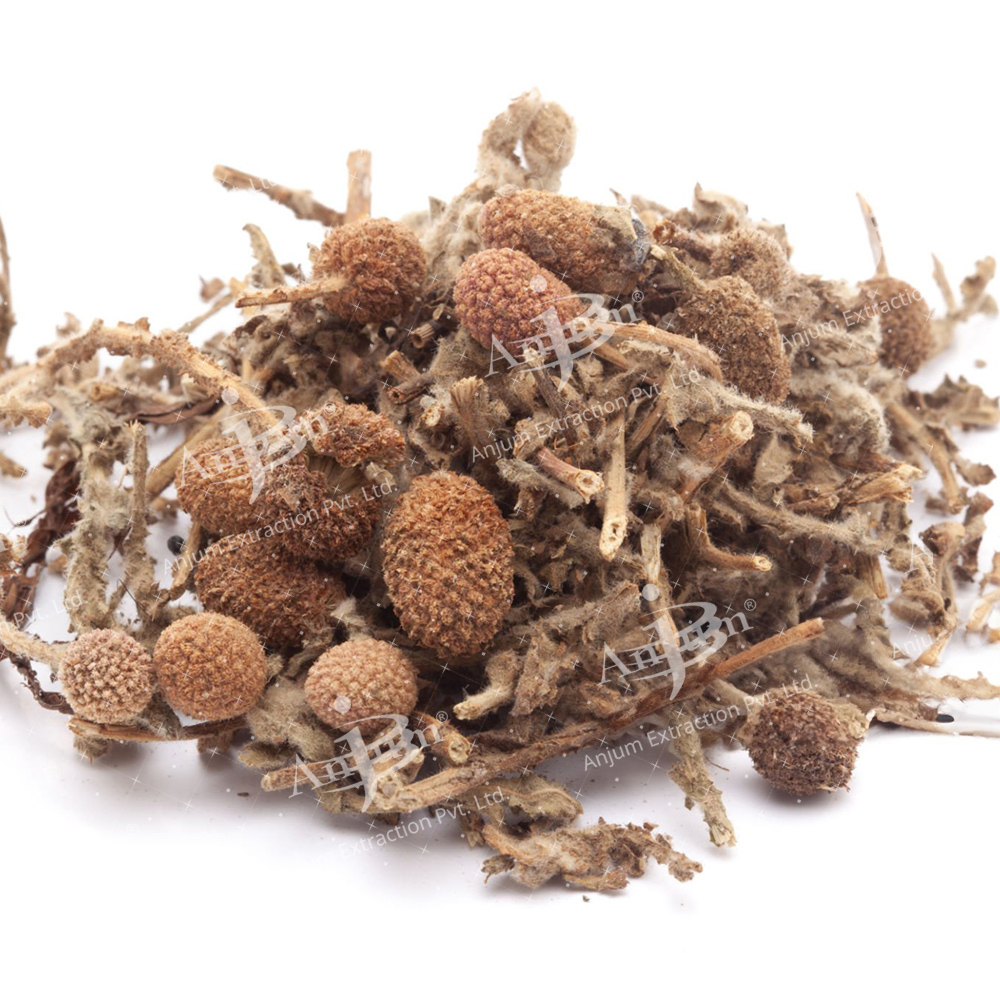 Sphaeranthus Indicus (Gorakhmundi) Extract - Application: Medicine
