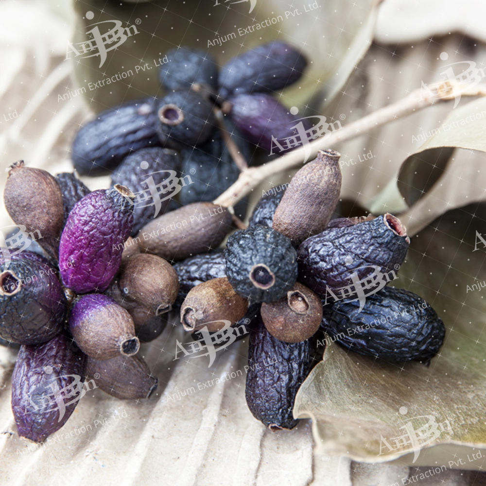 Syzygium cuminii (Jamun) Extract