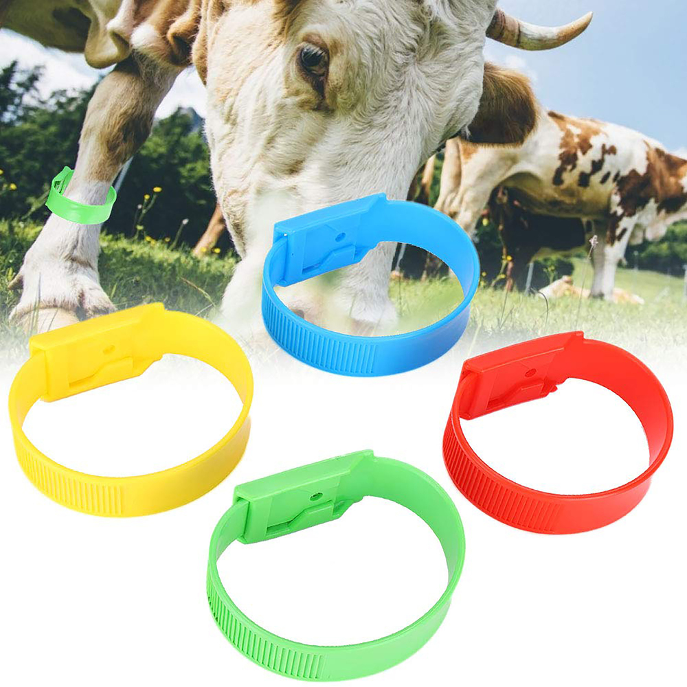 Cow Band