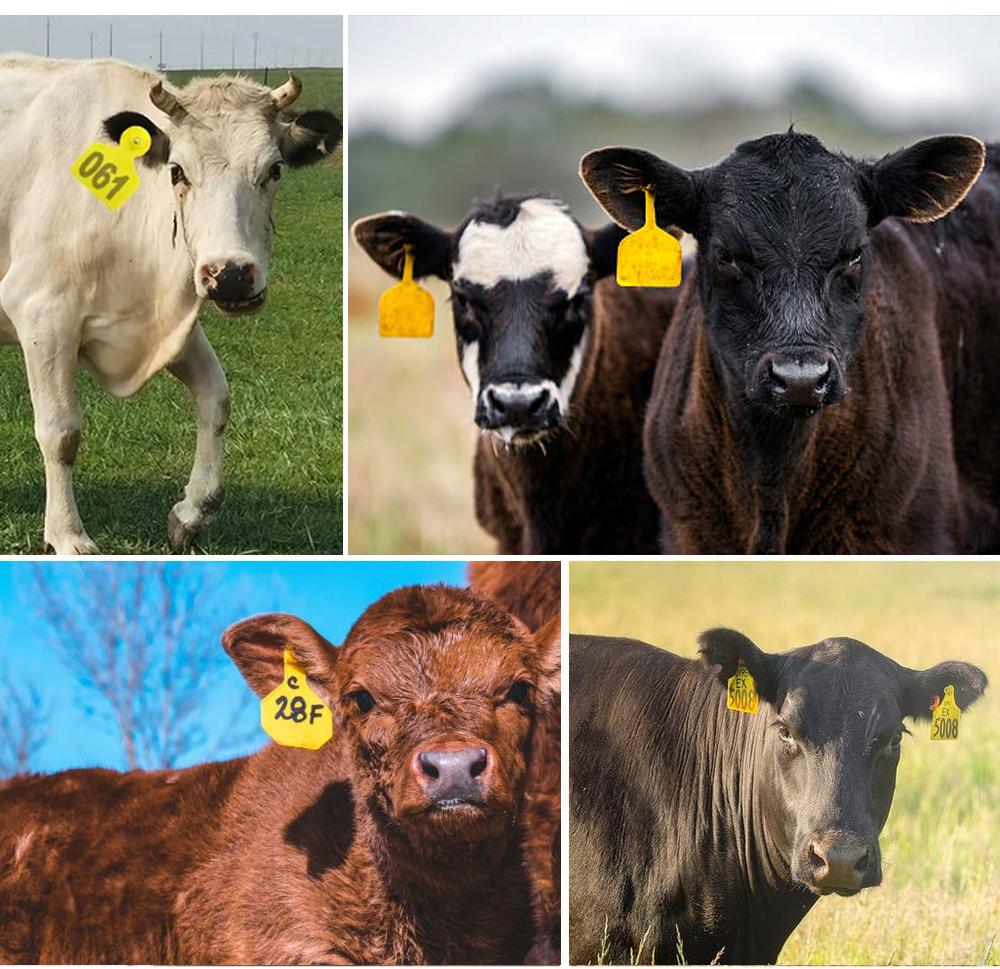 COW EAR TAG