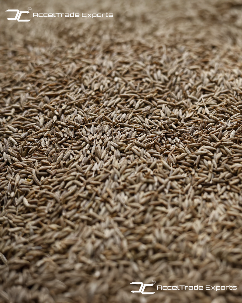 Cumin Seeds - Cultivation Type: Common