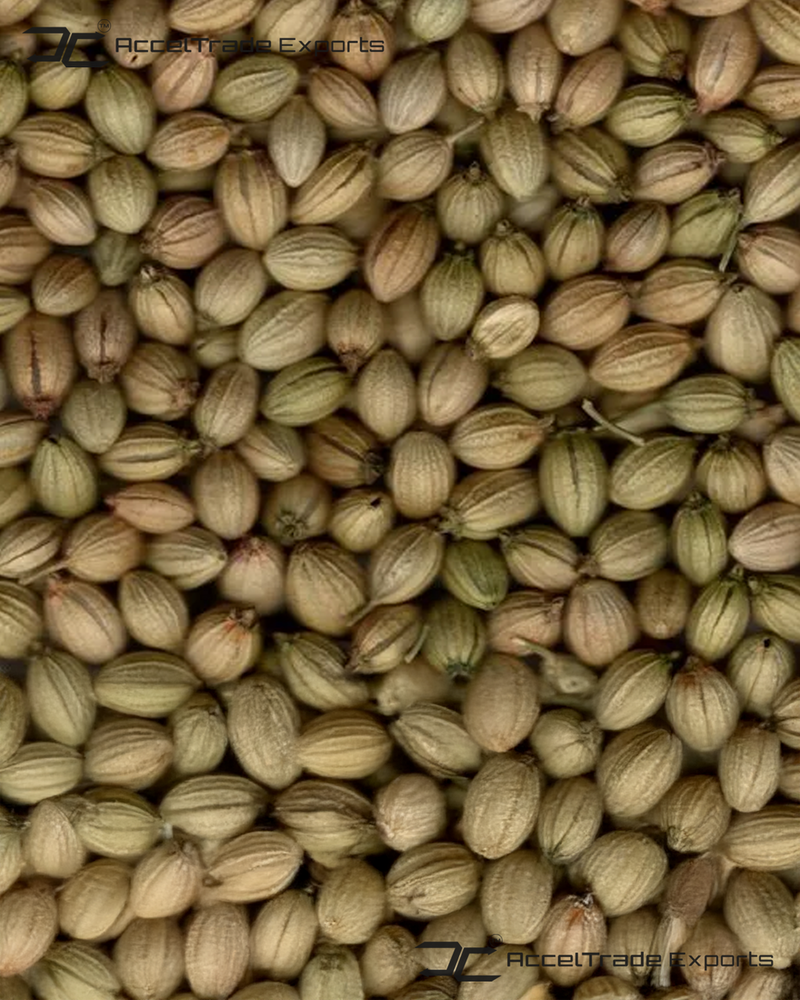 Coriander Seeds - Cultivation Type: Common