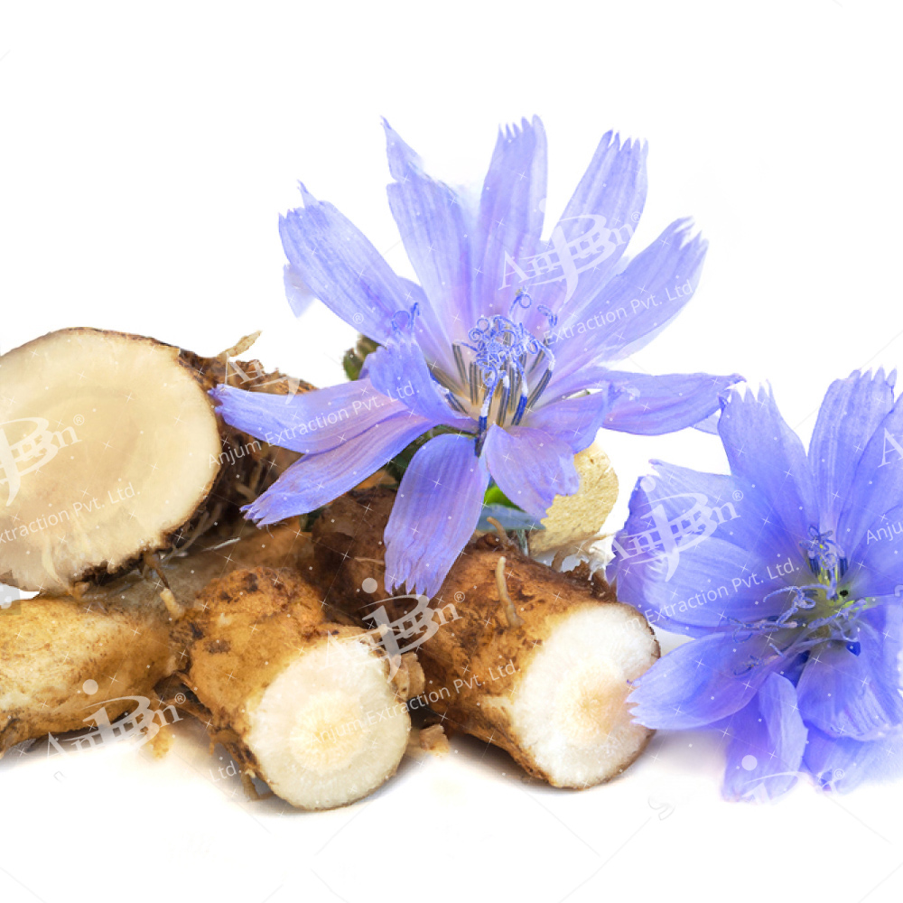 Cichorium Intybus (Kasni Beej) Extract