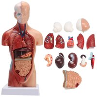 PVC HUMAN TORSO MODEL