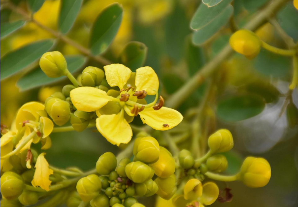 BABOOL EXTRACT (Acacia arabica Willd)