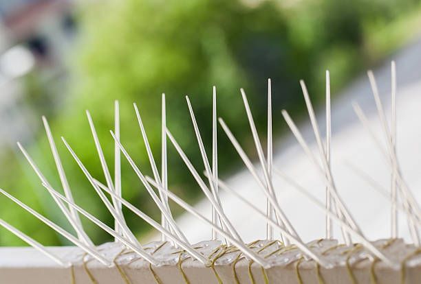Bird Spikes - Color: Transparent