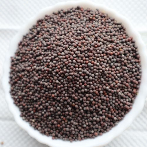 Black Mustard - Medium (New Crop) - Color: Brown