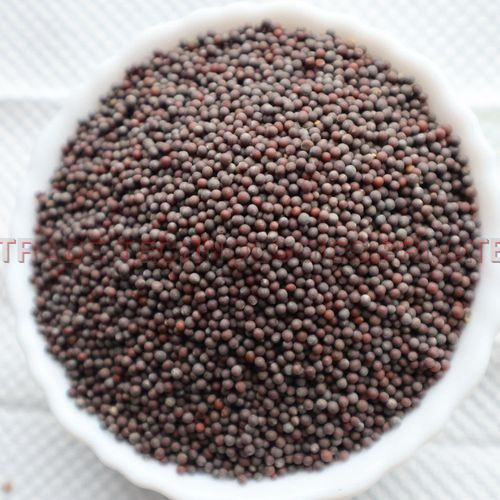 Black Mustard - Medium (New Crop)