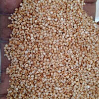 Kodo Millet