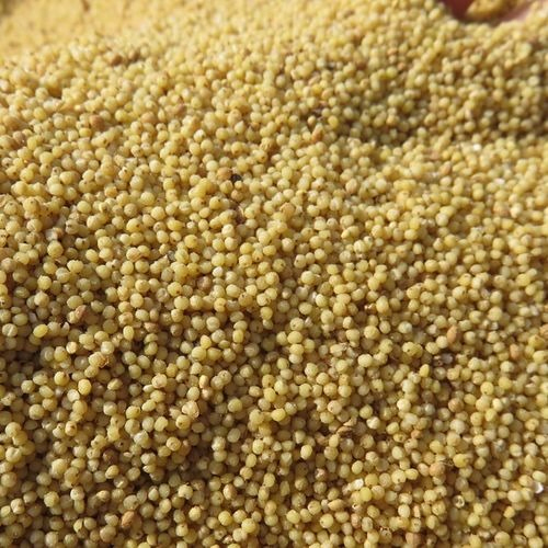 Foxtail Millet - Color: Yellowish
