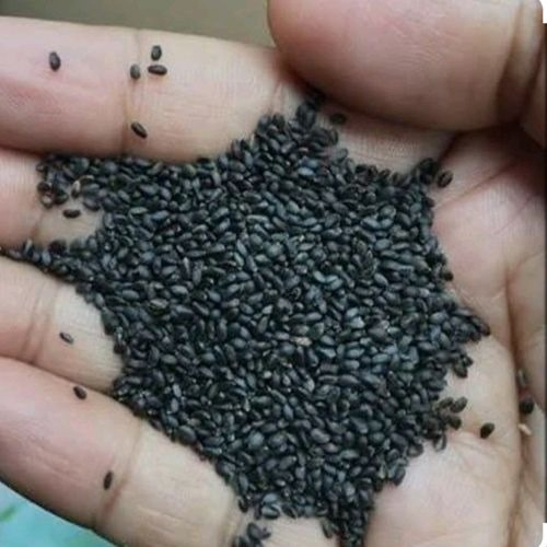 Basil Seeds (Sabja-Tulsi) - Color: Black