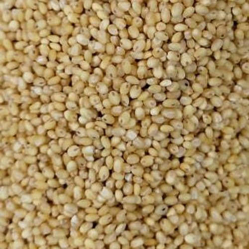 Proso Millet - Color: Yellowish