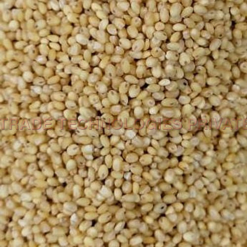 Proso Millet
