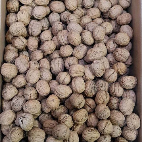 Chile Walnut 34-36 - Color: Brown