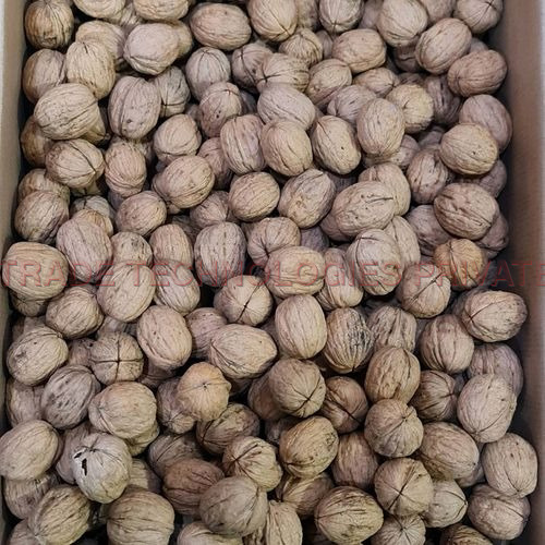 CHILE WALNUT 34-36