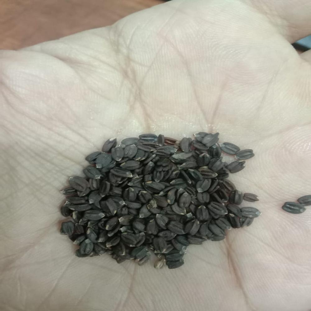 BAN TULSA / BAN TULSI /TUKMA SEED/ 