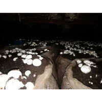 Mushroom Growth Chamber