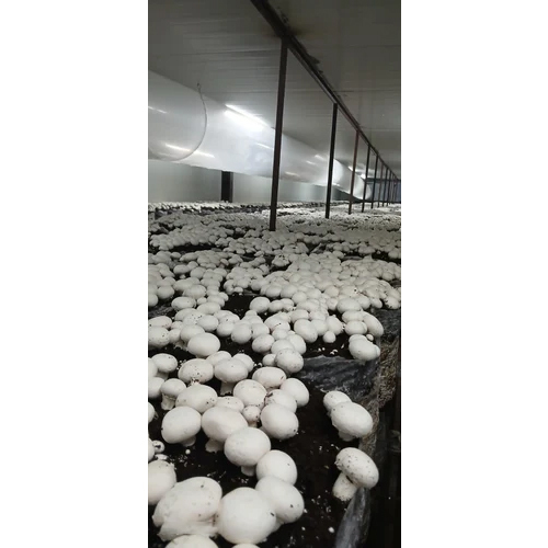 Fully Automation Mushroom Growing Chamber - Climate Type: Cool