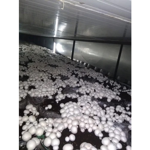 Mushroom Plant Cold Storage - Climate Type: Cool