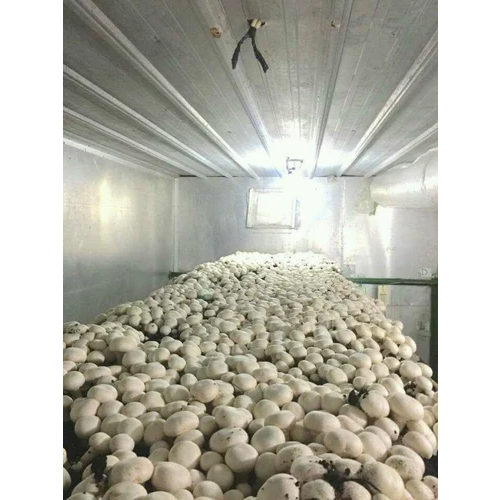 Mushroom Growing Room - Climate Type: Cool
