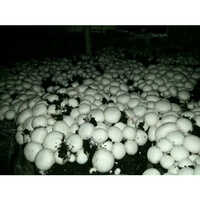 Mushroom Plant Growth Chamber