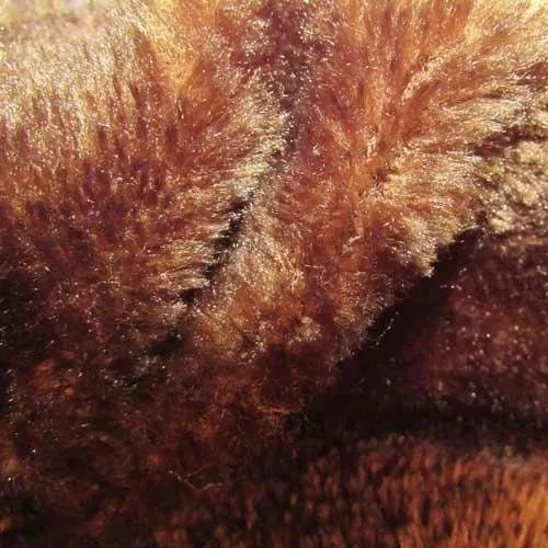 Soft Toy Plain Polyboa Fur Fabric - Color: Brown