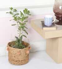 Round Planter - Basket Type: Decoration Basket