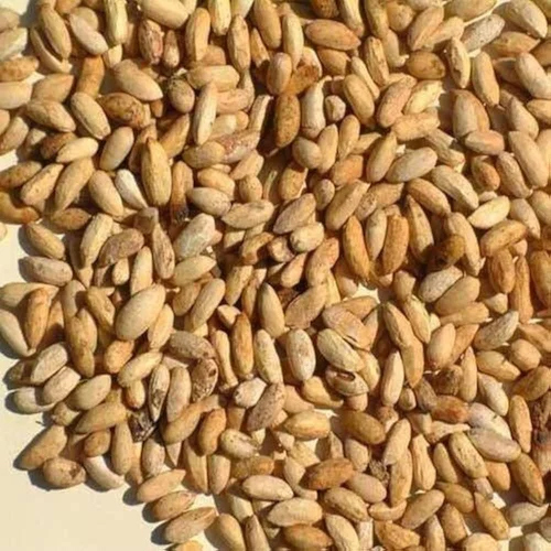 Neem Seeds - Color: Brown