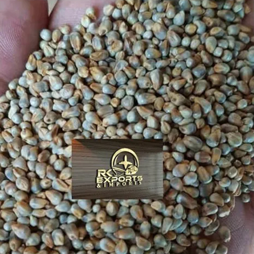 Natural Kambu Millet Seeds