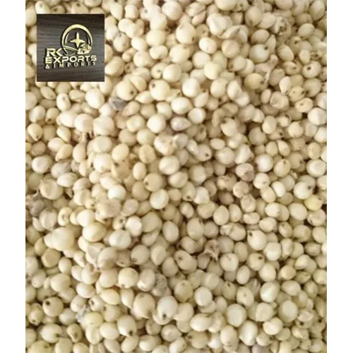 Sorghum Organic Millet Seeds - Color: White