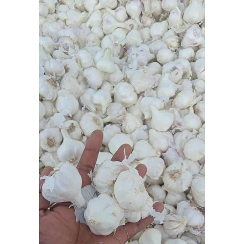 Indian Garlic - Cultivation Type: Organic