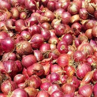 Shallots Small Onion - Cultivation Type: Organic