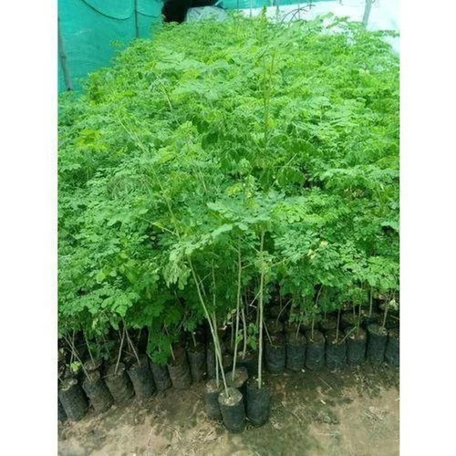 मोरिंगा पौधा