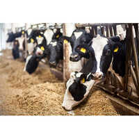 Moringa Animal Feed