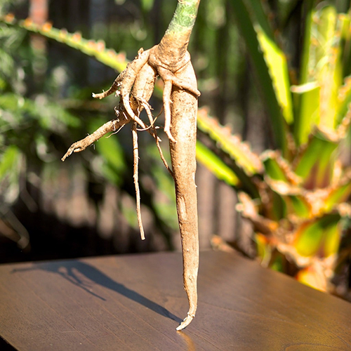 Moringa Root